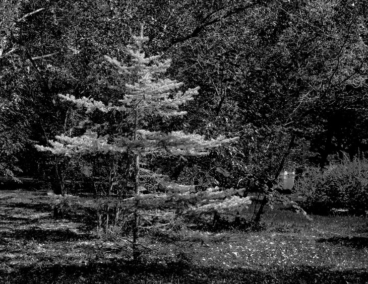 Image-normal