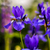 Image-square_50