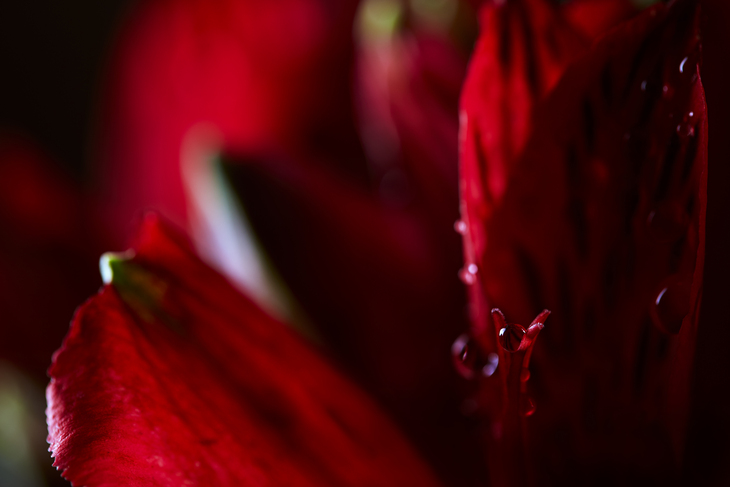 Image-normal