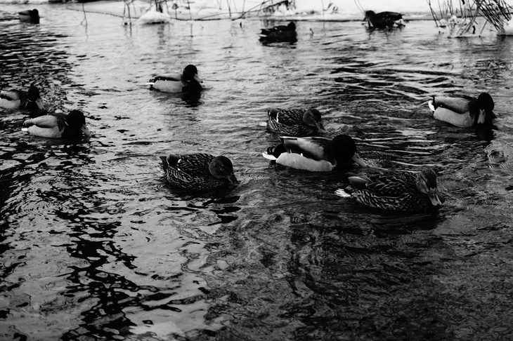 Image-normal