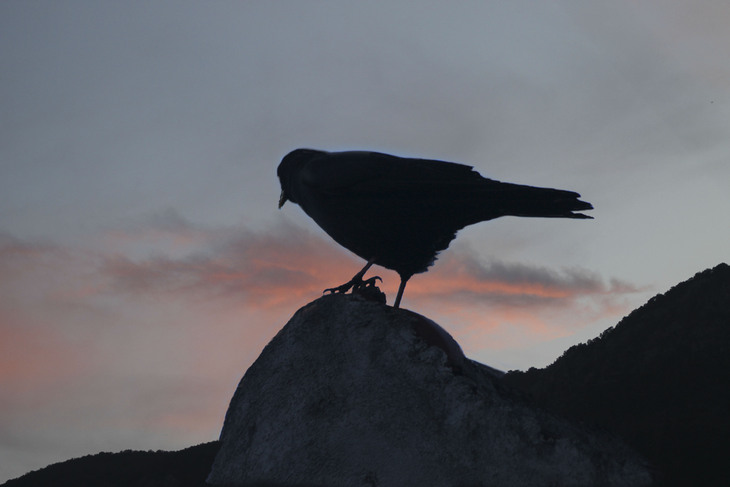 Image-normal