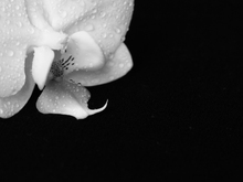 Image-rectangle_220_165