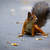 Image-square_50