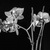 Image-square_50