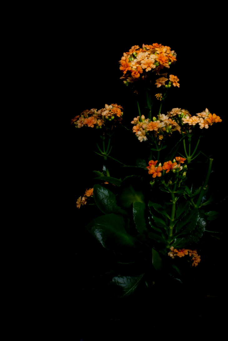 Image-normal