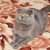Image-square_50