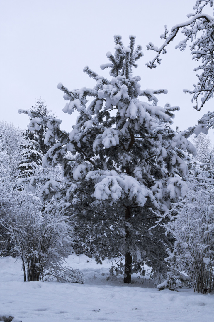 Image-normal