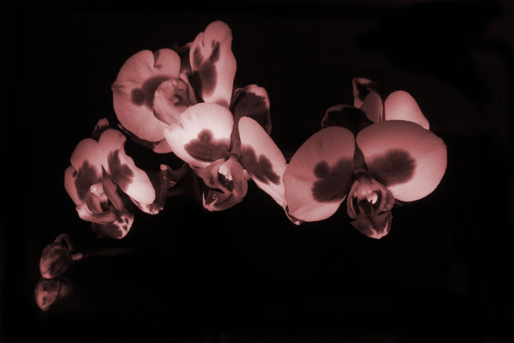Image-normal