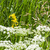 Image-square_50