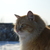 Image-square_50