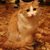 Image-square_50