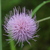 Image-square_50