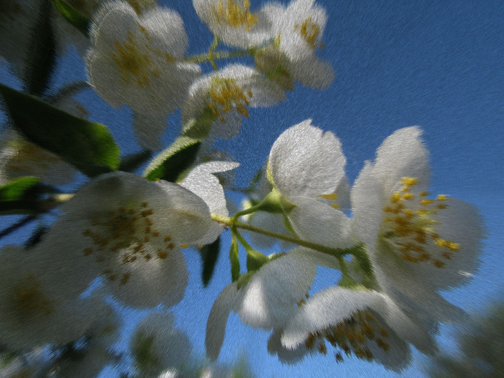 Image-normal