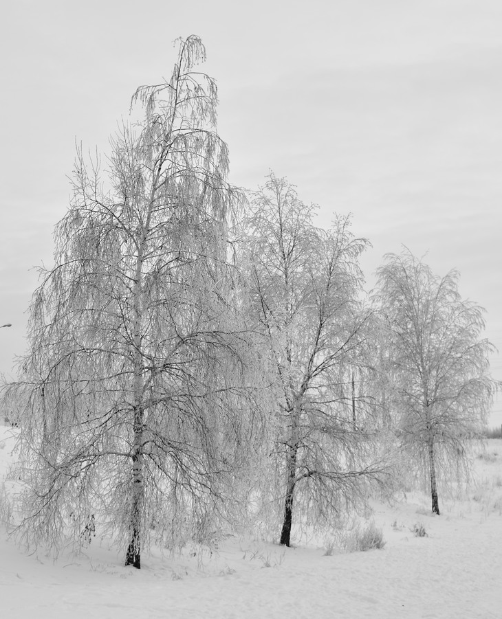 Image-normal