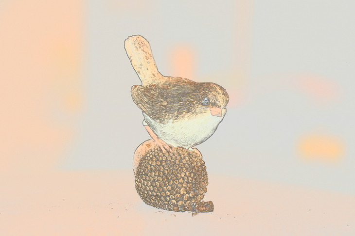 Image-normal