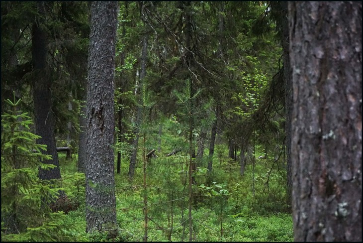 Image-normal