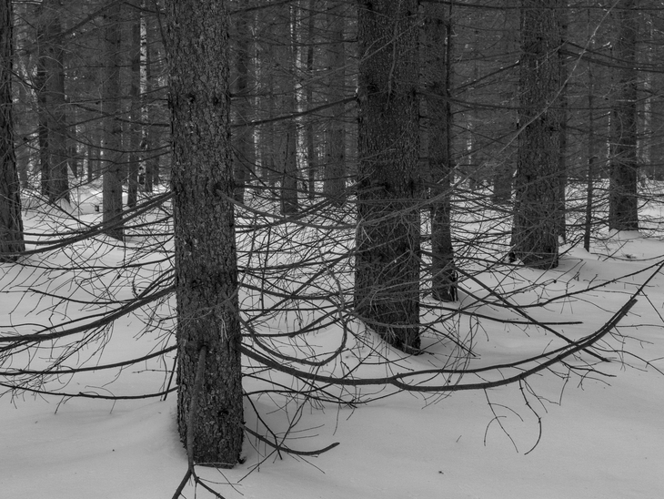 Image-normal