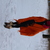 Image-square_50