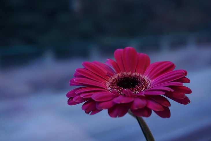 Image-normal