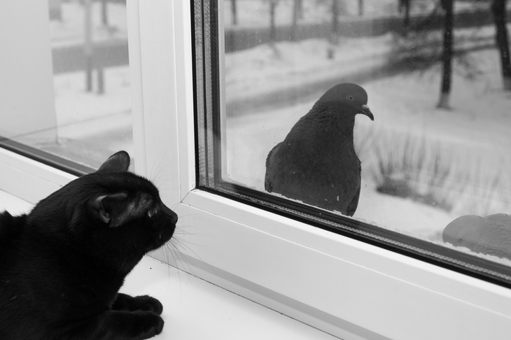 Image-normal