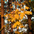 Image-square_50