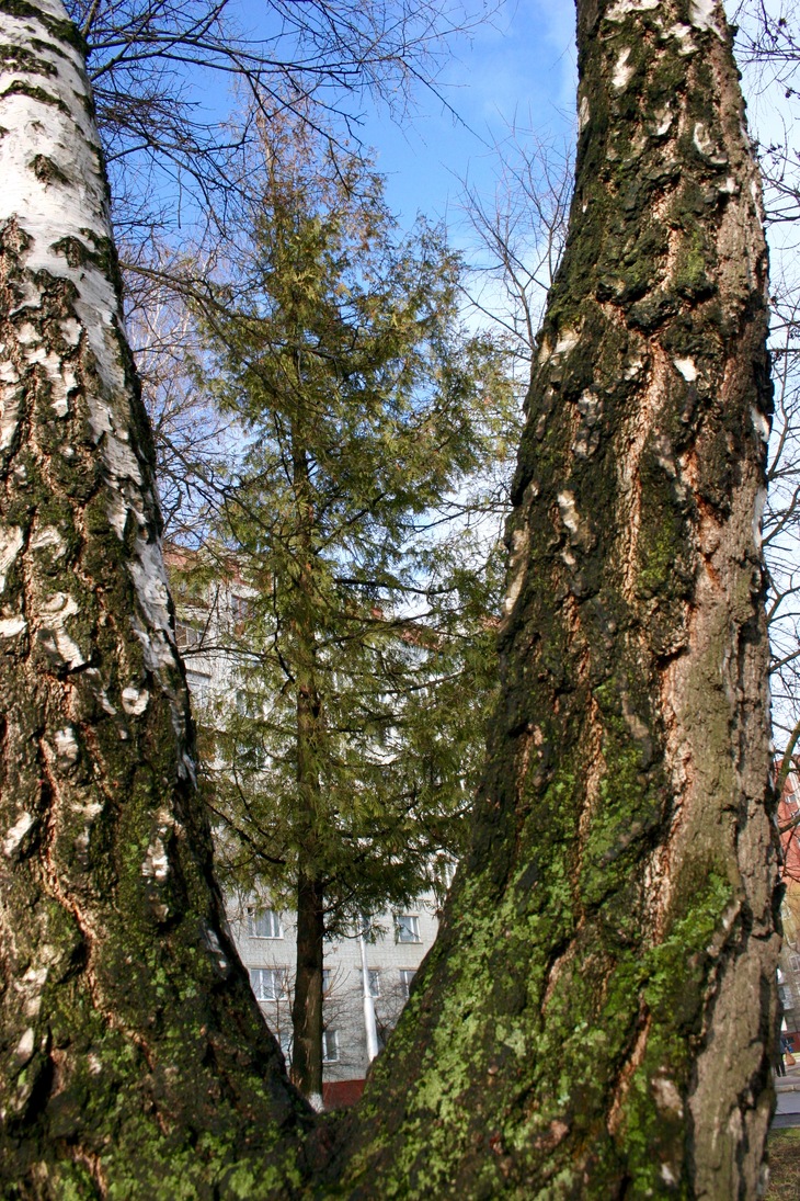 Image-normal