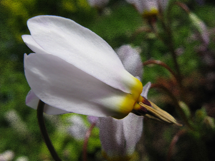 Image-normal