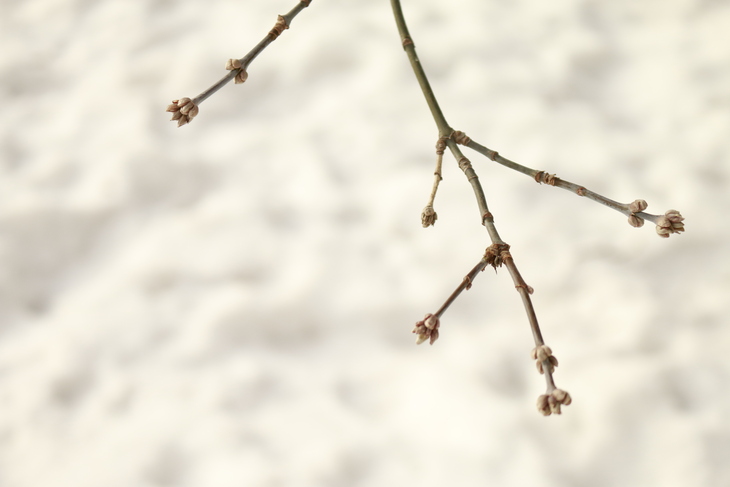 Image-normal