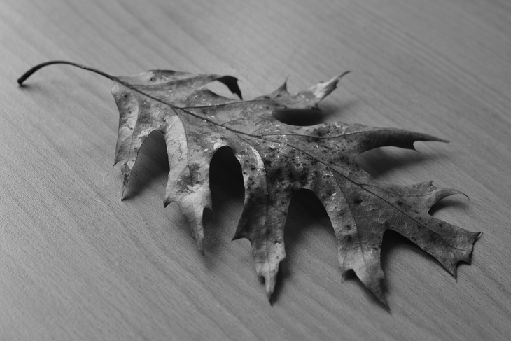 Image-normal