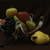 Image-square_50