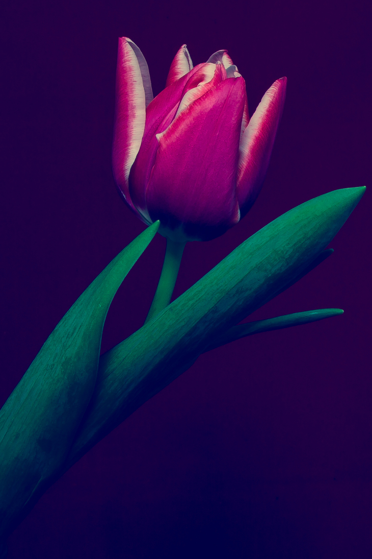Image-normal