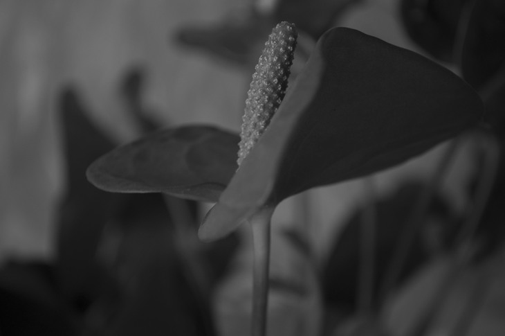 Image-normal