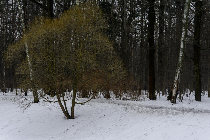 Image-normal