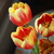 Image-square_50