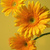 Image-square_50