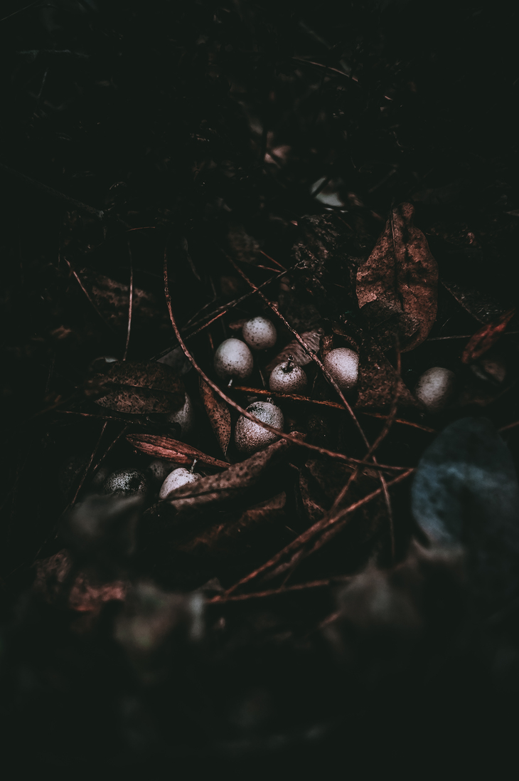 Image-normal