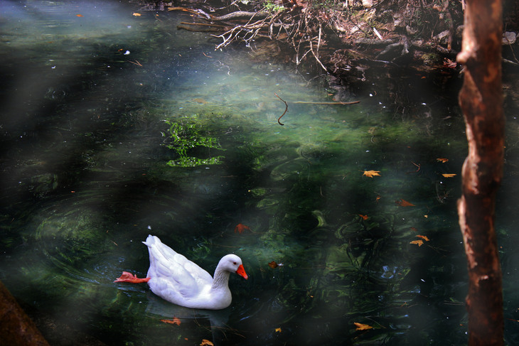 Image-normal