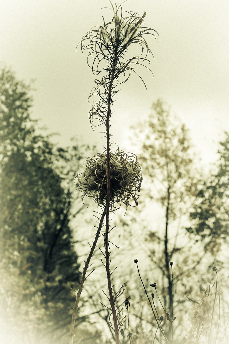 Image-normal