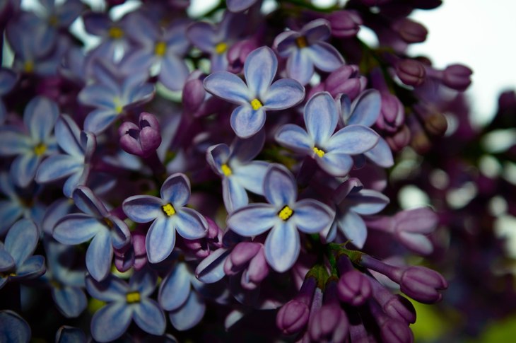 Image-normal
