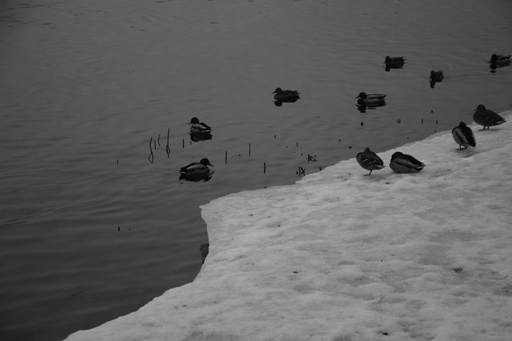 Image-normal