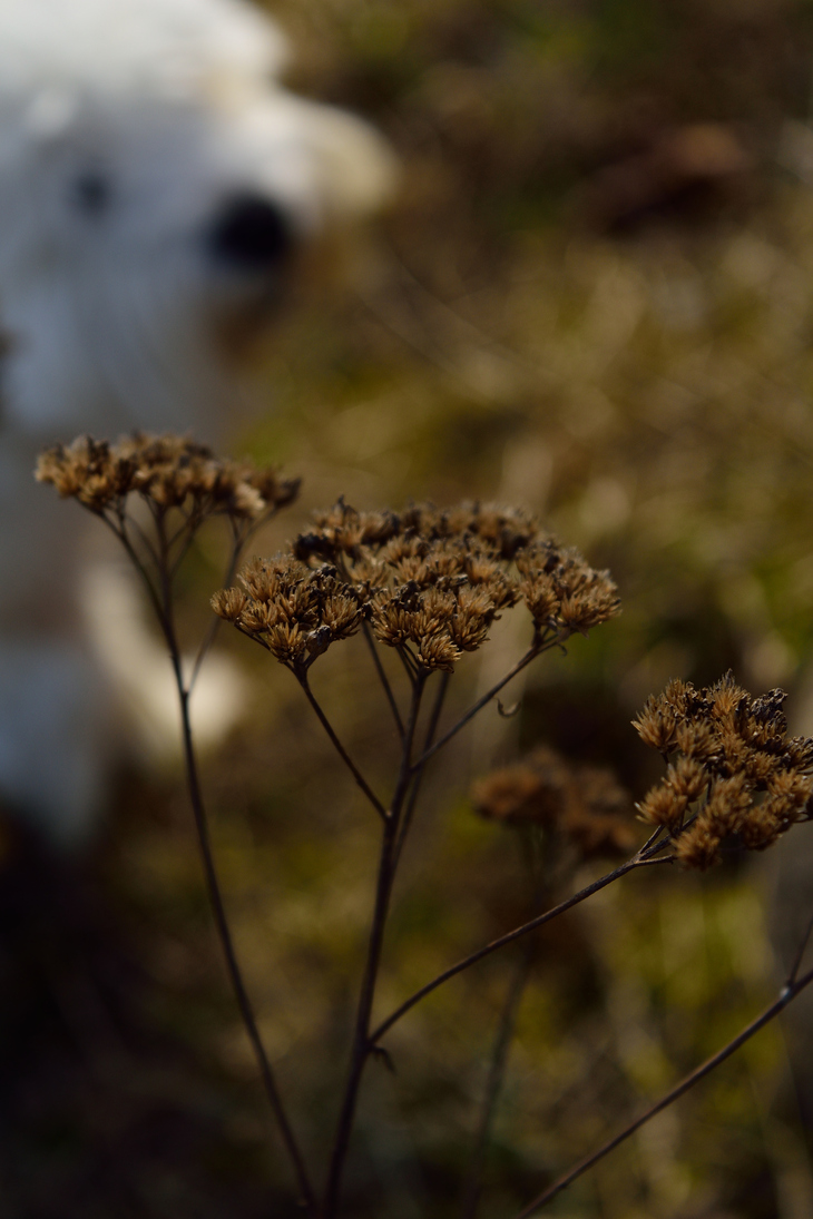 Image-normal