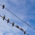 Image-square_50