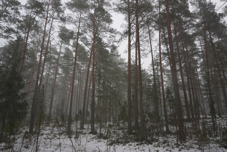 Image-normal
