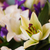 Image-square_50