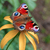 Image-square_50