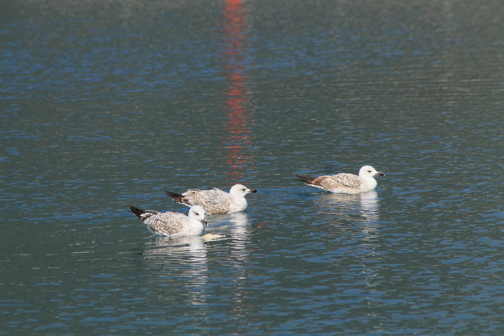 Image-normal