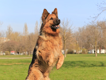 Image-rectangle_220_165