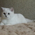Image-square_50