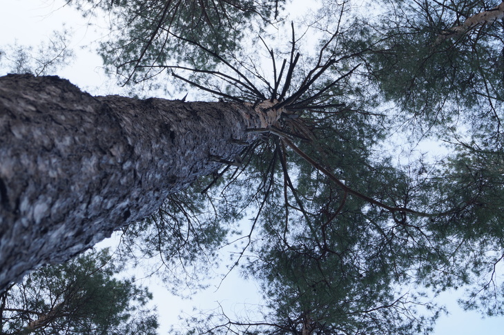 Image-normal