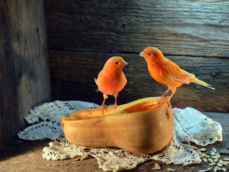 Птица тыква. Две оранжевые птицы. Птички и тыква. Оранжевые птички керамика. Керамическая оранжевая птичка Советская.